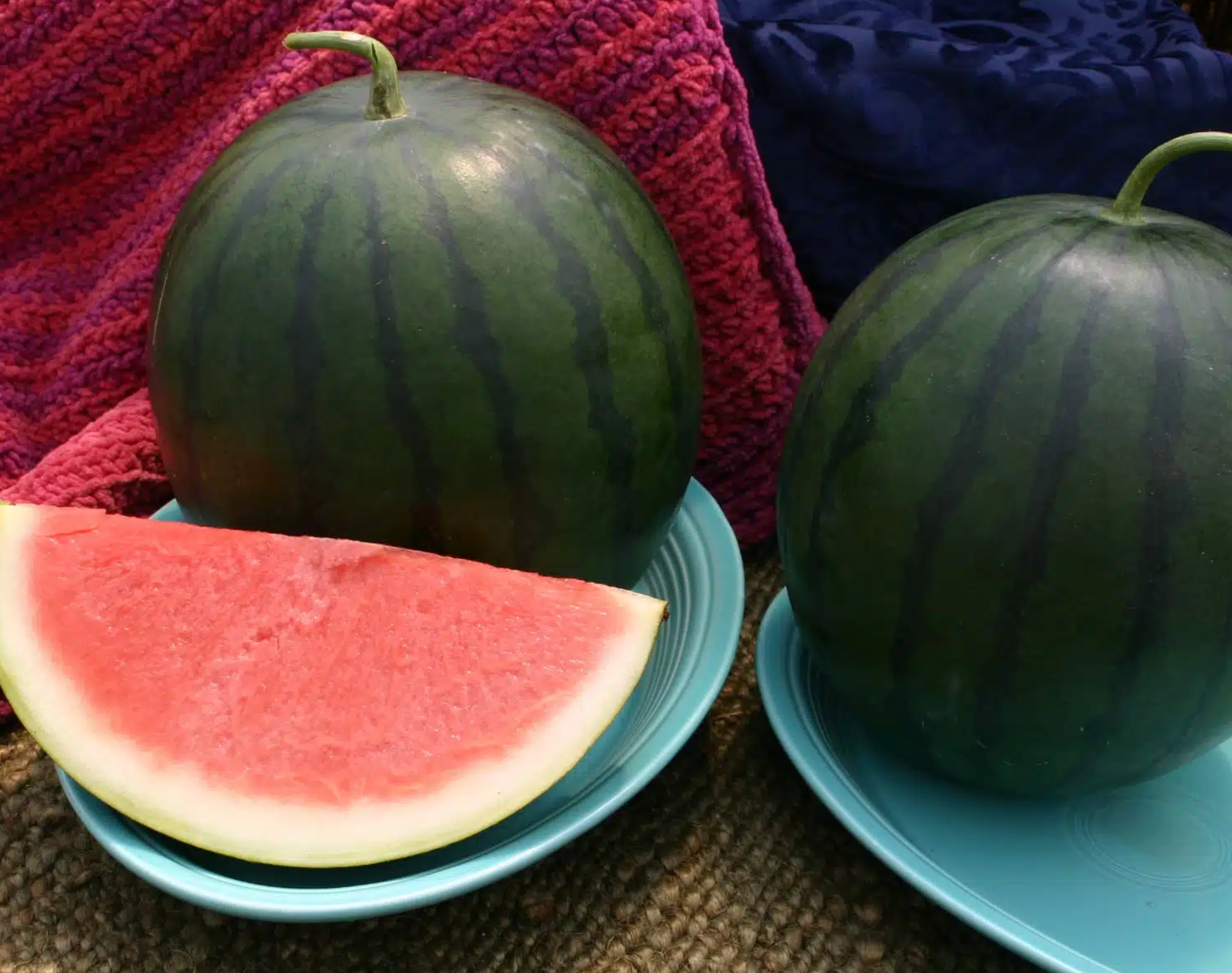 Sorbet, (F1) Watermelon Seeds