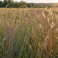 Southeast, Native Grass Mix Seed