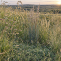 Southern Plains, Native Grass Mix Seed
