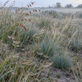 Southwest, Native Grass Mix Seed