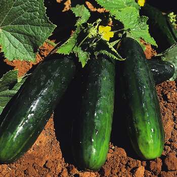 Spacemaster 80, Cucumber Seed