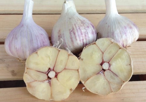 Spanish Roja, Garlic