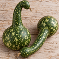 Speckled Swan, Gourd Seeds