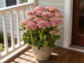 Spectacular, Sedum Seeds