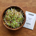 Spelt, Sprout Seeds