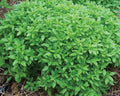 Spicy Bush, Basil Seeds
