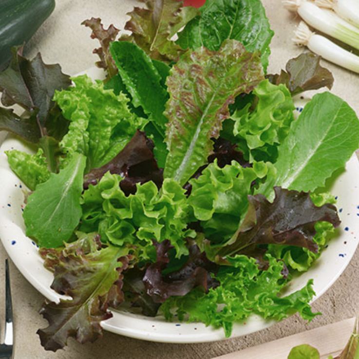 Spicy Salad Blend, Lettuce Seeds