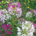 Spider Flower Mix, Cleome Seeds