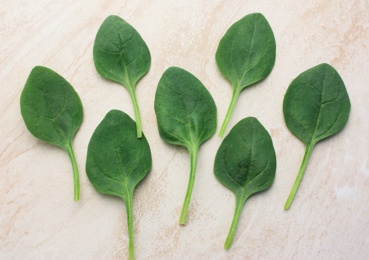 Lakeside, (F1) Spinach Seeds