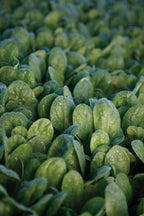 Seaside, (F1) Spinach Seeds