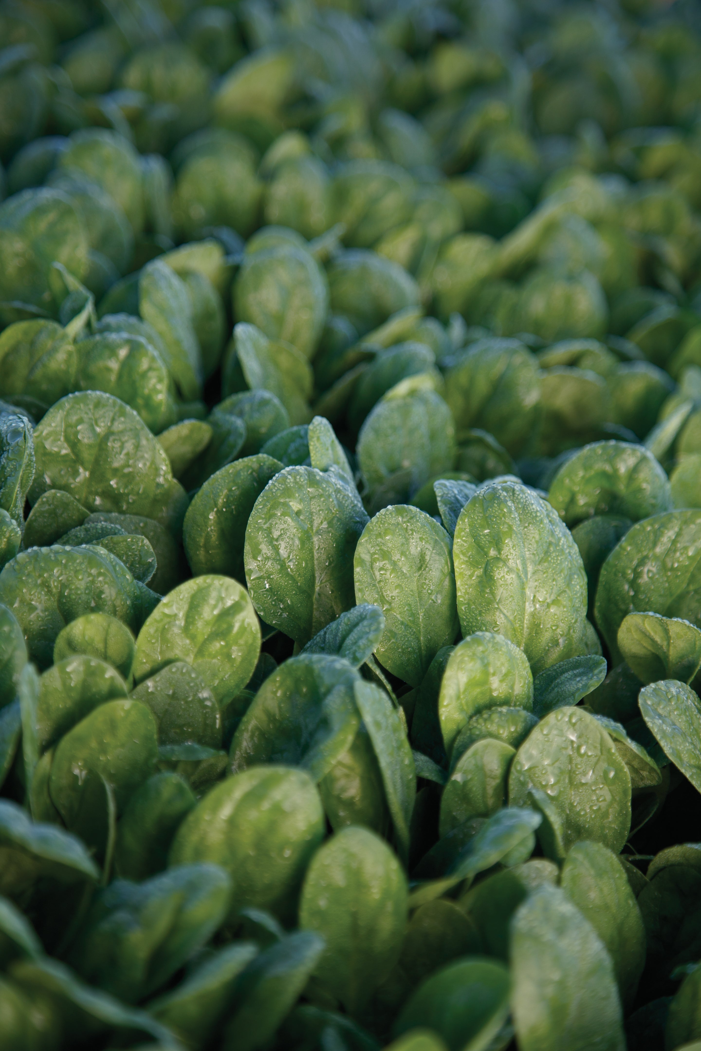 Seaside, (F1) Spinach Seeds