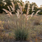 Splitbeard Bluestem, Ornamental Grass Seed