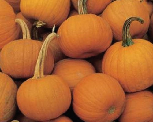 Spookie, Pumpkin Seeds