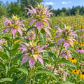 Spotted Bee Balm Seeds