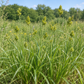 Spreading Oval Sedge, Carex Seed