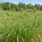 Spreading Oval Sedge, Carex Seed