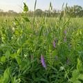 Spring Soil Builder field crop
