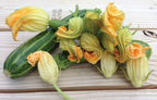 Cocozelle, Organic Zucchini Seeds