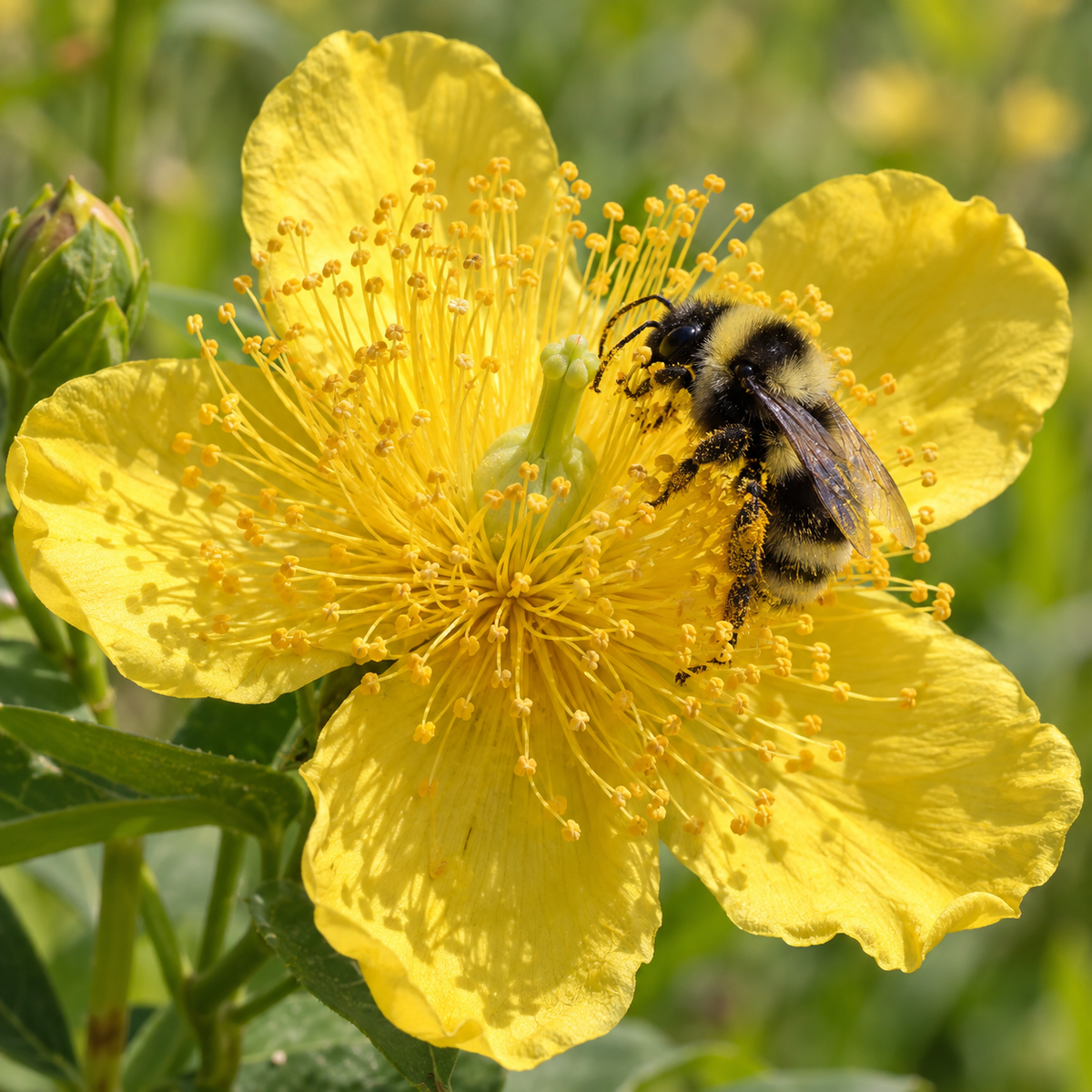 Great St. John's Wort, Hypericum Seed