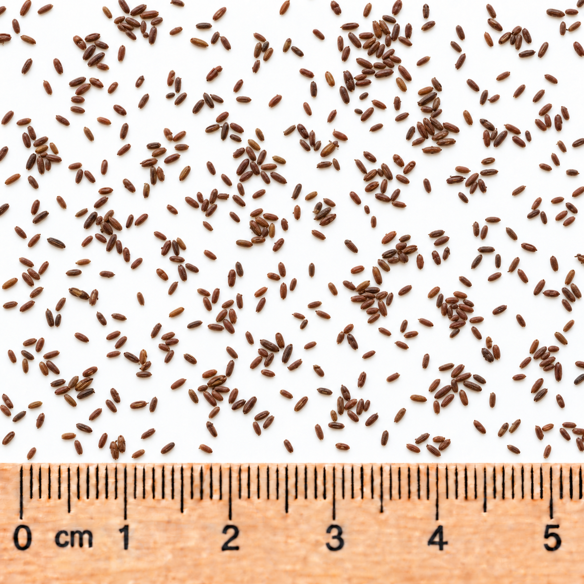 Great St. John's Wort, Hypericum Seed
