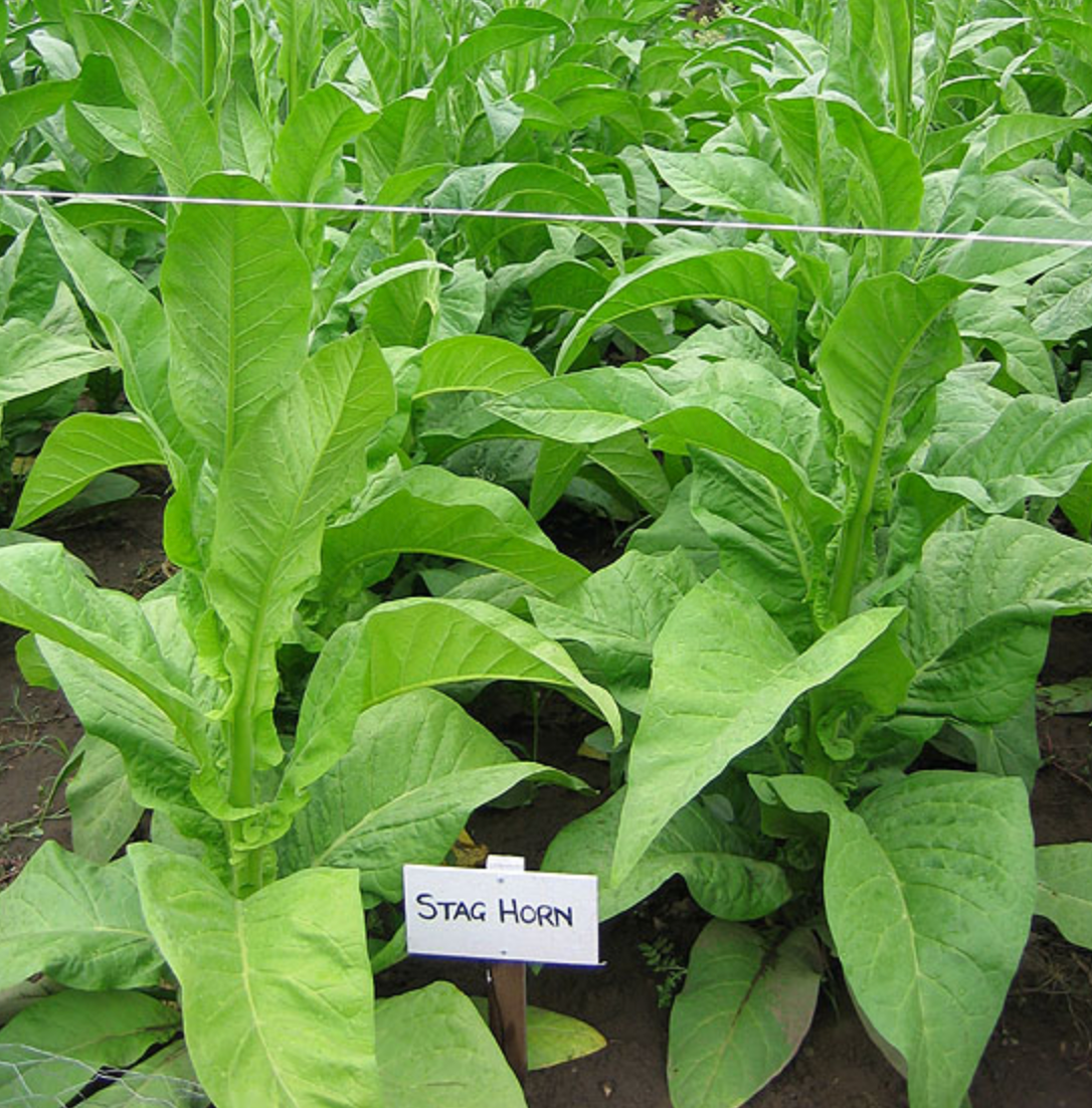 Stag Horn, Tobacco Seed