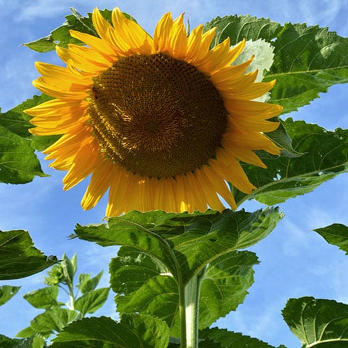 Starburst, (F1) Sunflower Seeds