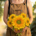 Starburst Greenburst DMR, (F1) Sunflower Seeds