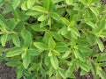 Candy, Stevia Seed