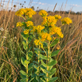 Stiff, Goldenrod Seed