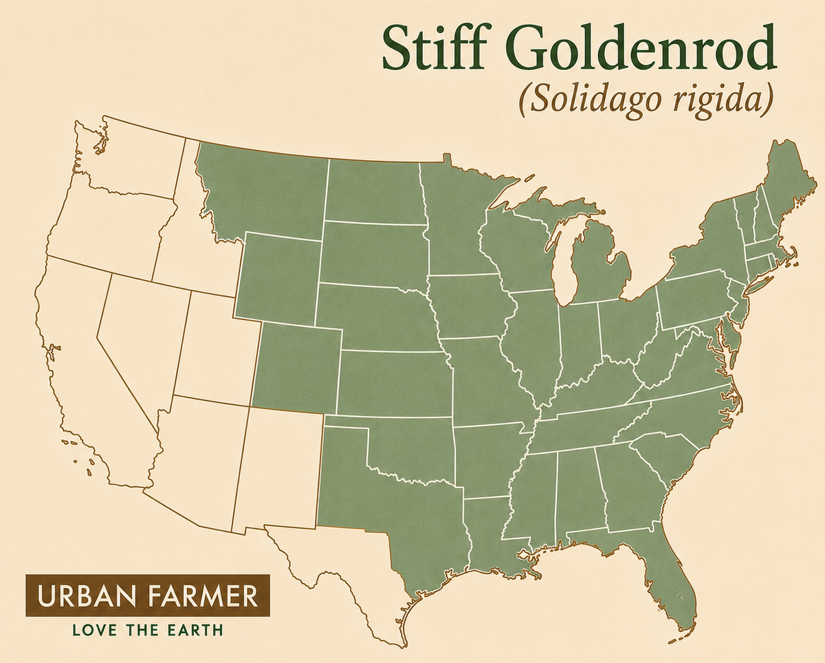 Stiff Goldenrod native map