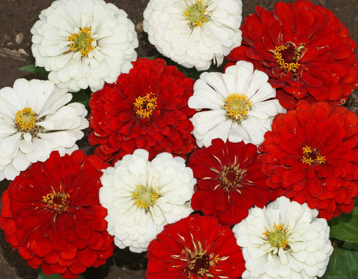 Stop Sign, Zinnia Seeds