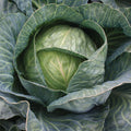 Storage #4, (F1) Cabbage Seeds