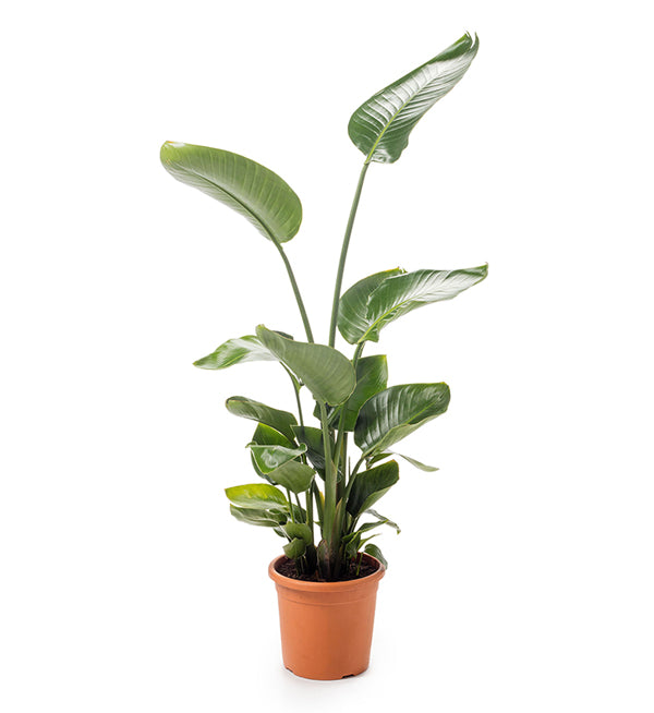 Giant Bird of Paradise, Strelitzia Seed