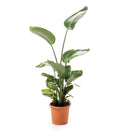 Giant Bird of Paradise, Strelitzia Seed
