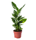 Bird of Paradise, Strelitzia Seed