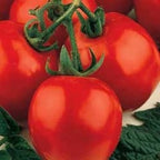 Sub Arctic Plenty, Tomato Seeds
