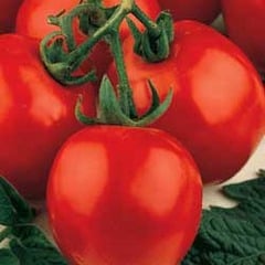 Sub Arctic Plenty, Tomato Seeds