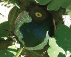Sugar Baby, Watermelon Seeds