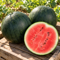 Sugar Baby, Watermelon Seeds