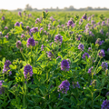 Summer Alfalfa