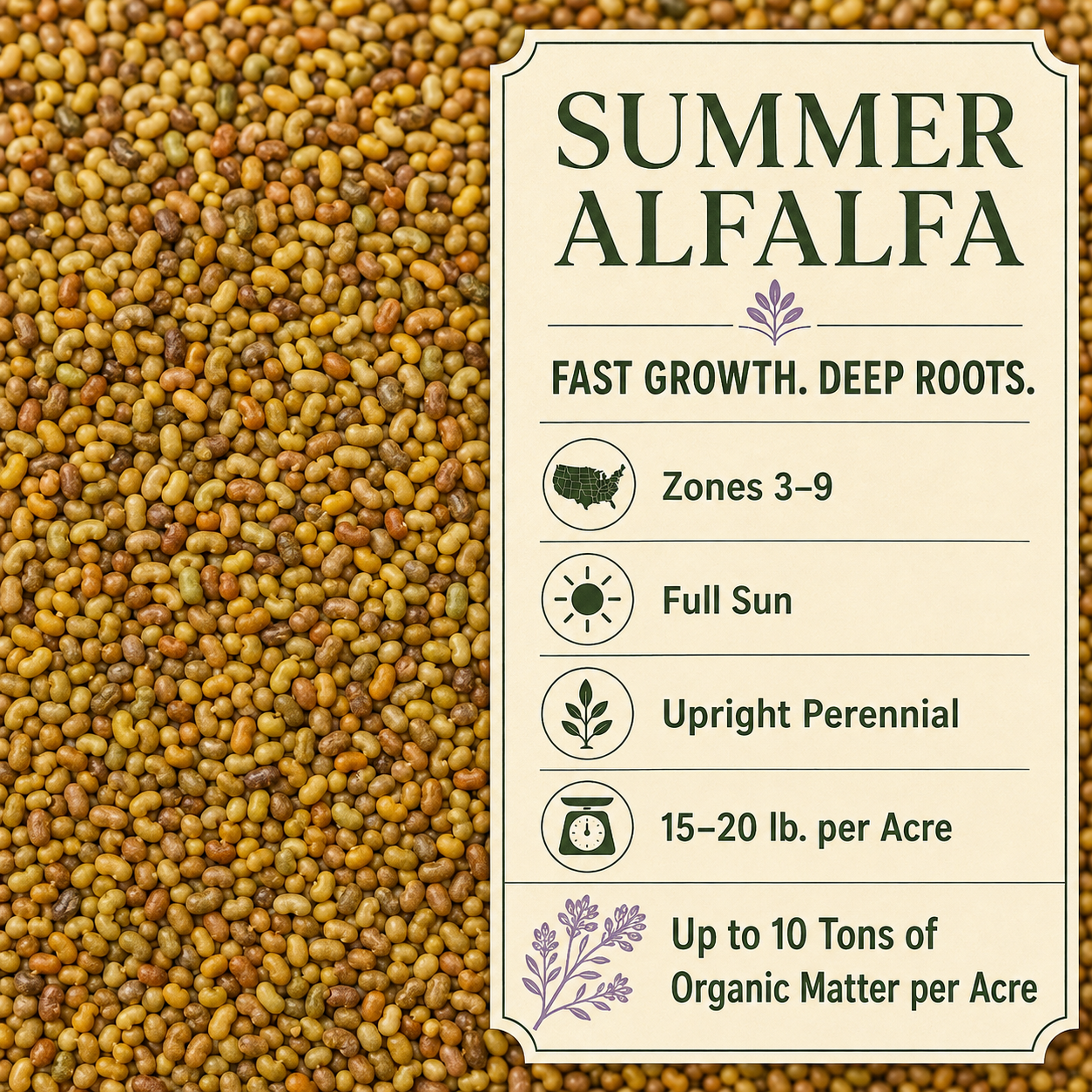 Summer Alfalfa seed