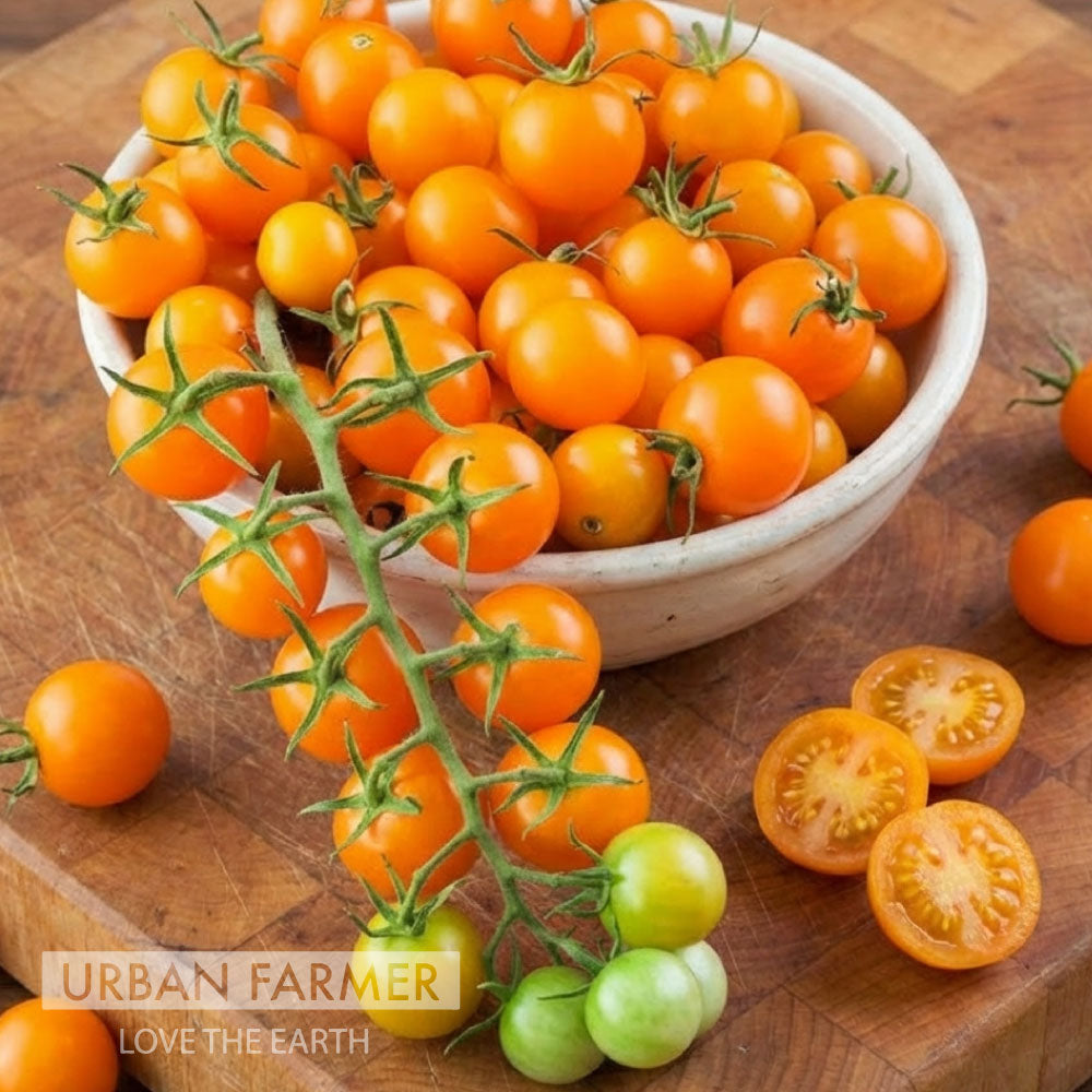Sun Gold, (F1) Tomato Seeds
