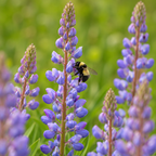 Sundial Lupine, Lupinus Seeds