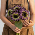 SunFill™ Purple, (F1) Sunflower Seeds