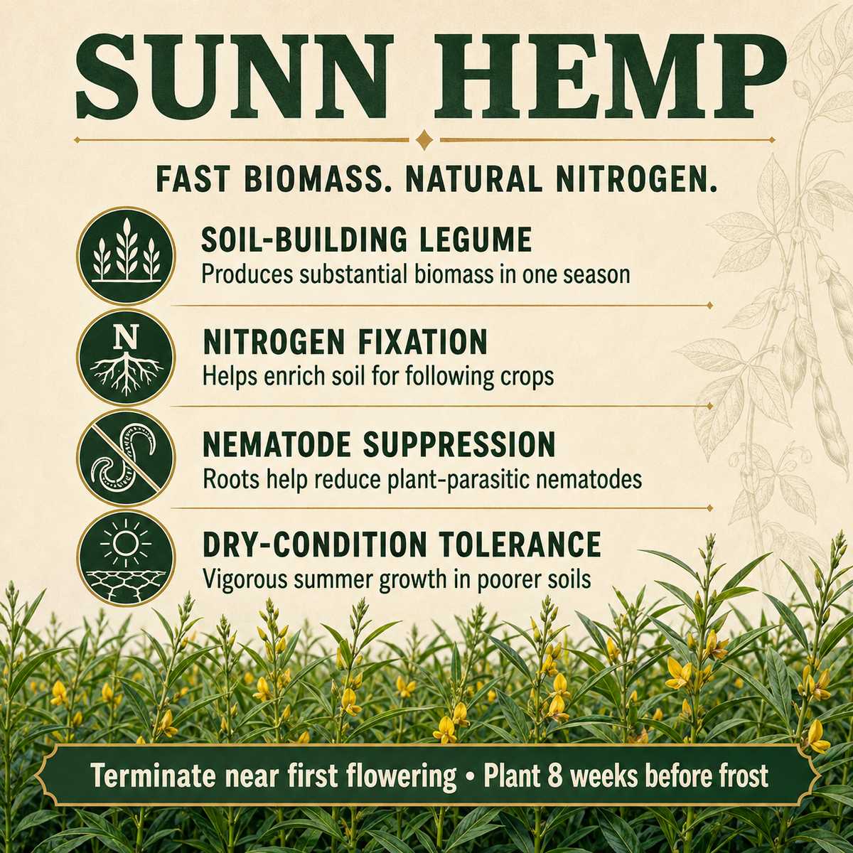 Sunn Hemp nitrogen and soil benefits