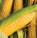 SunnyVee, (F1) Corn Seed