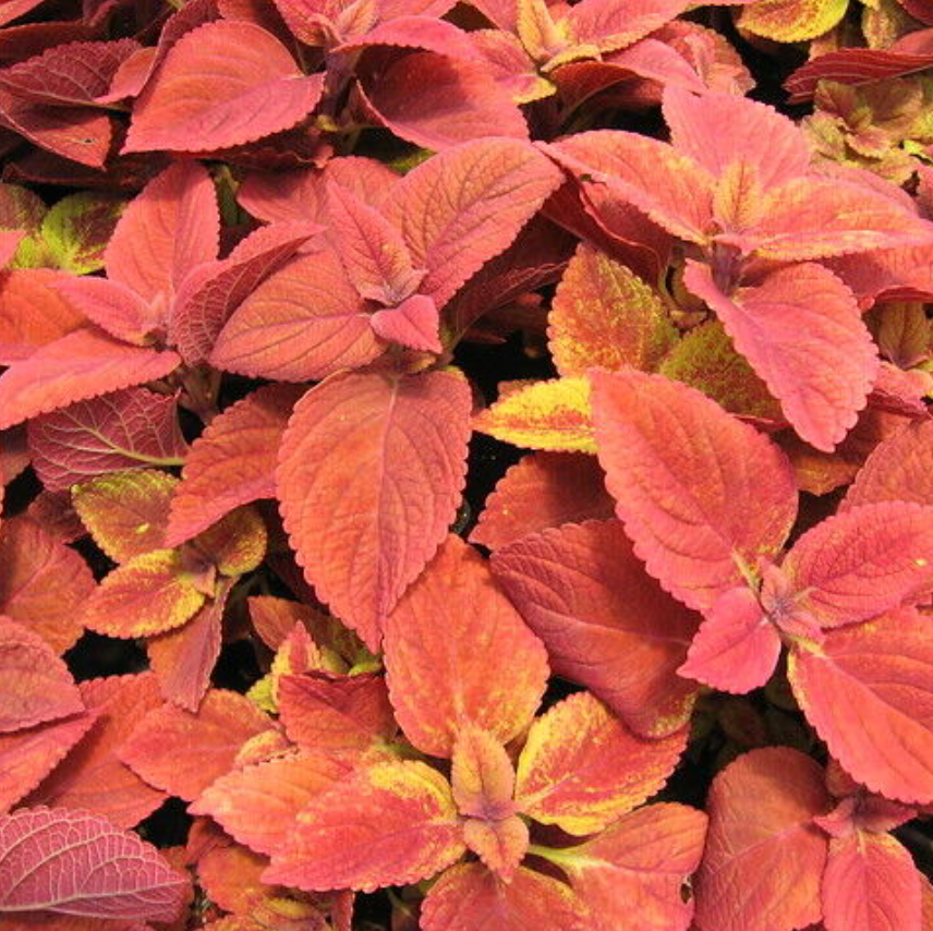 Sunset Wizard, Coleus Seeds