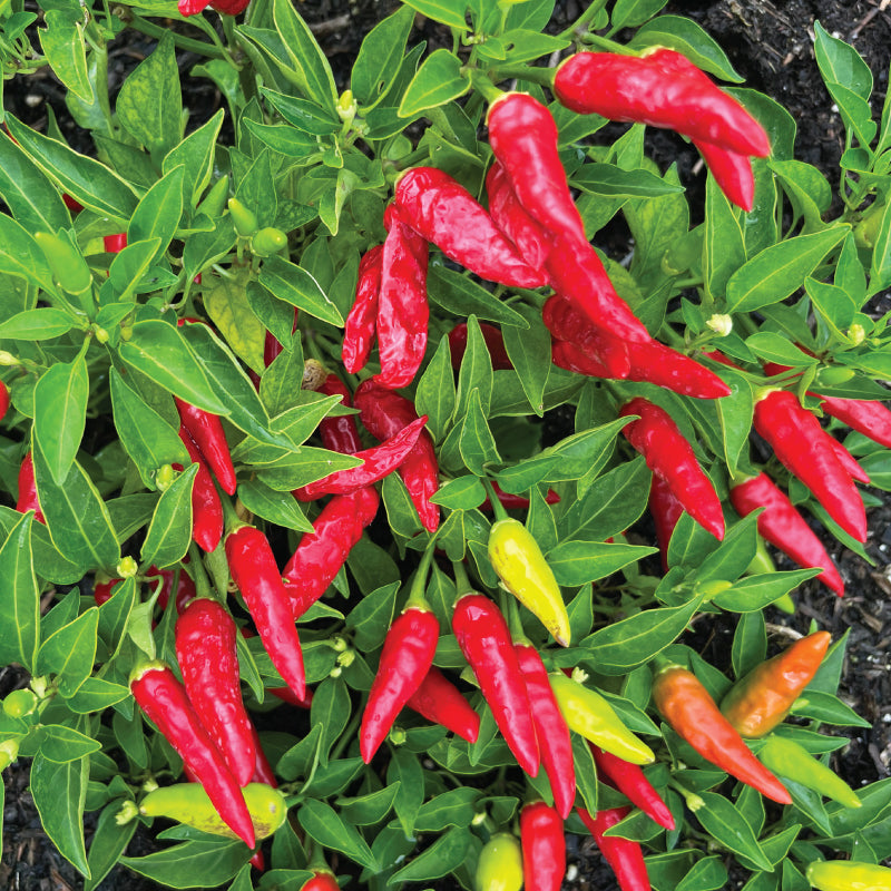 Super Chili, (F1) Pepper Seeds