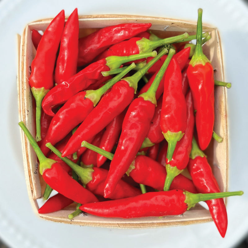 Super Chili, (F1) Pepper Seeds