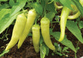 Sweet Banana, Pepper Seeds